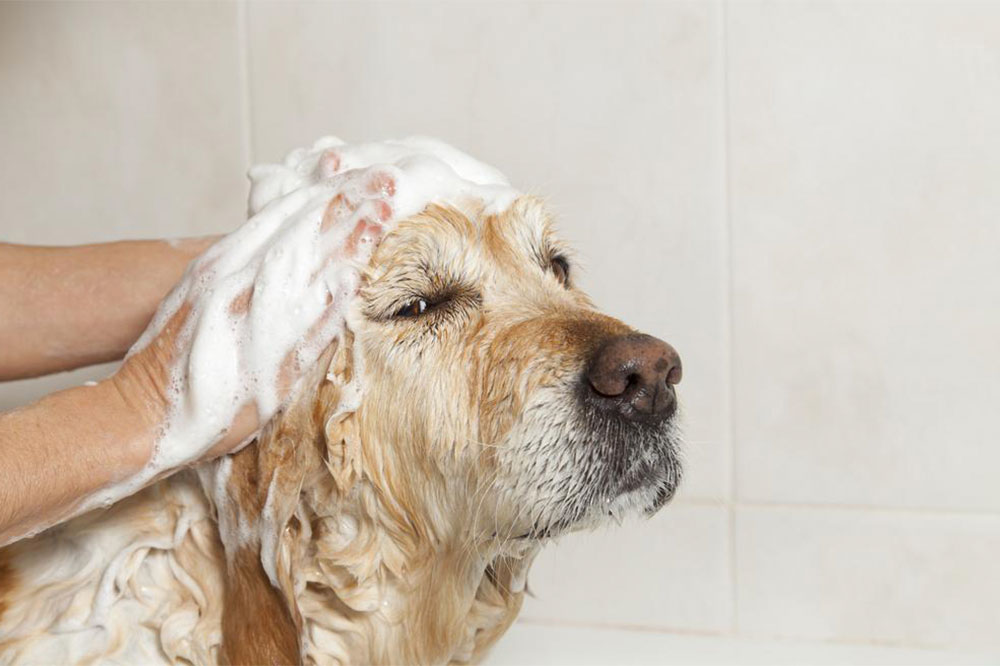 Home Remedies for Fleas and Ticks