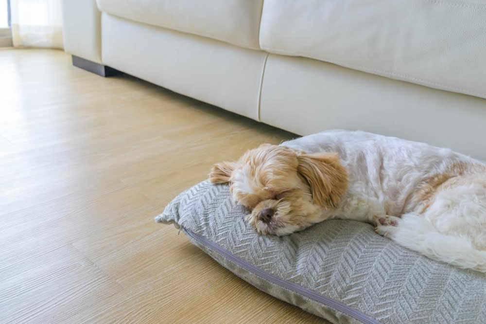 Common Rules at Pet-friendly Hotels