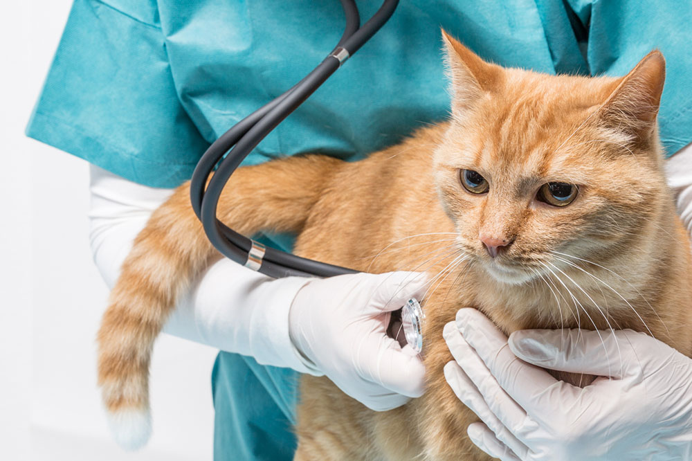 Food Tips for Cats with Diabetes
