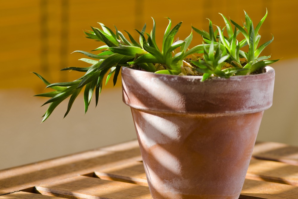 Houseplants Cats Should Avoid