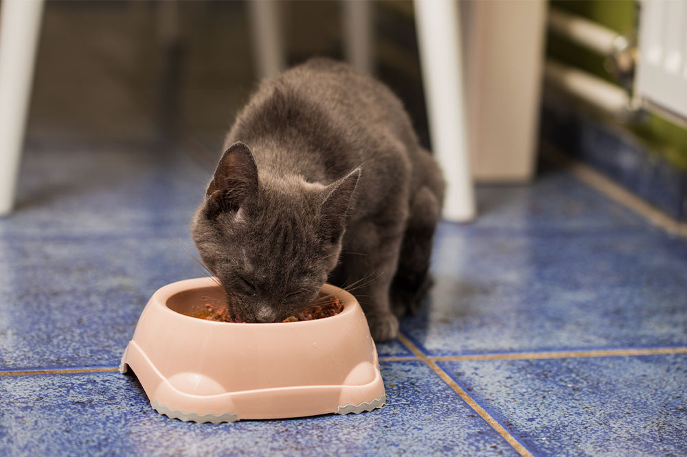 Tips to Choose Healthy Treats for Cats
