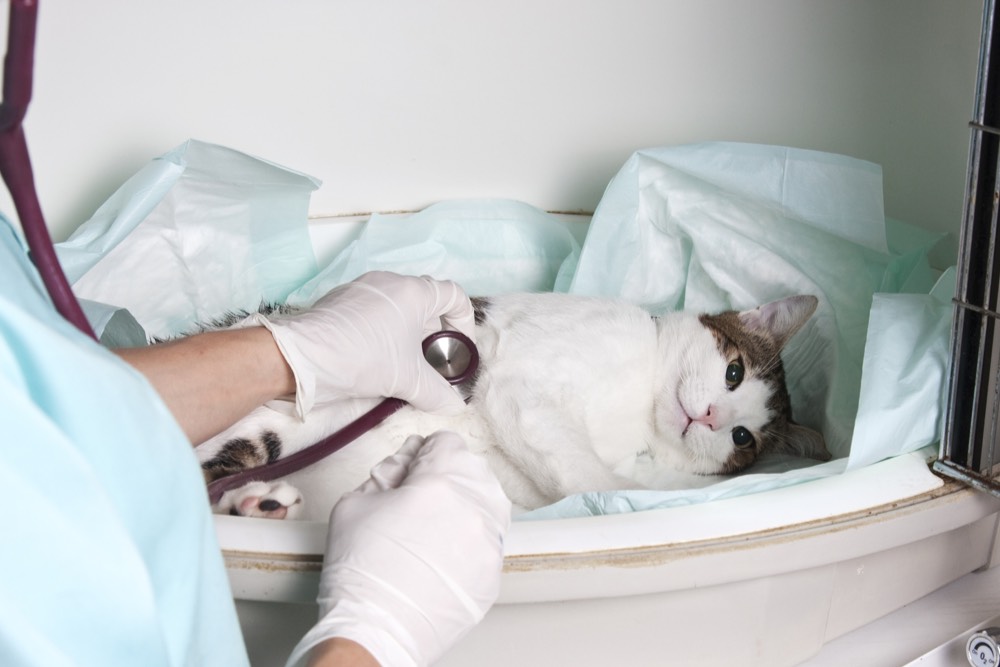 Food Allergies in Pets