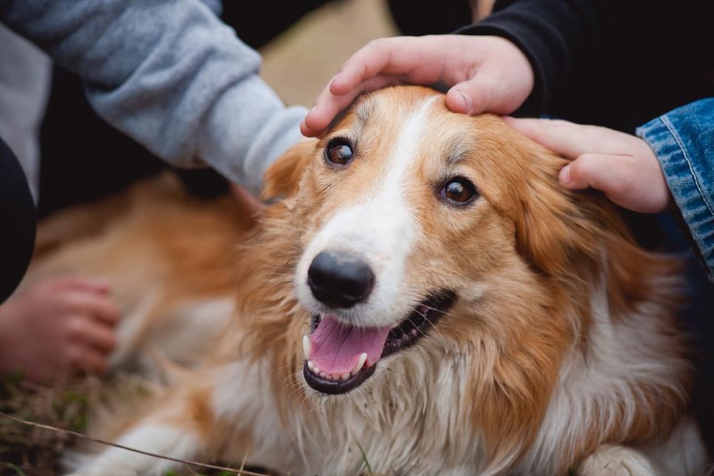 Feeding Tips for Senior Dogs
