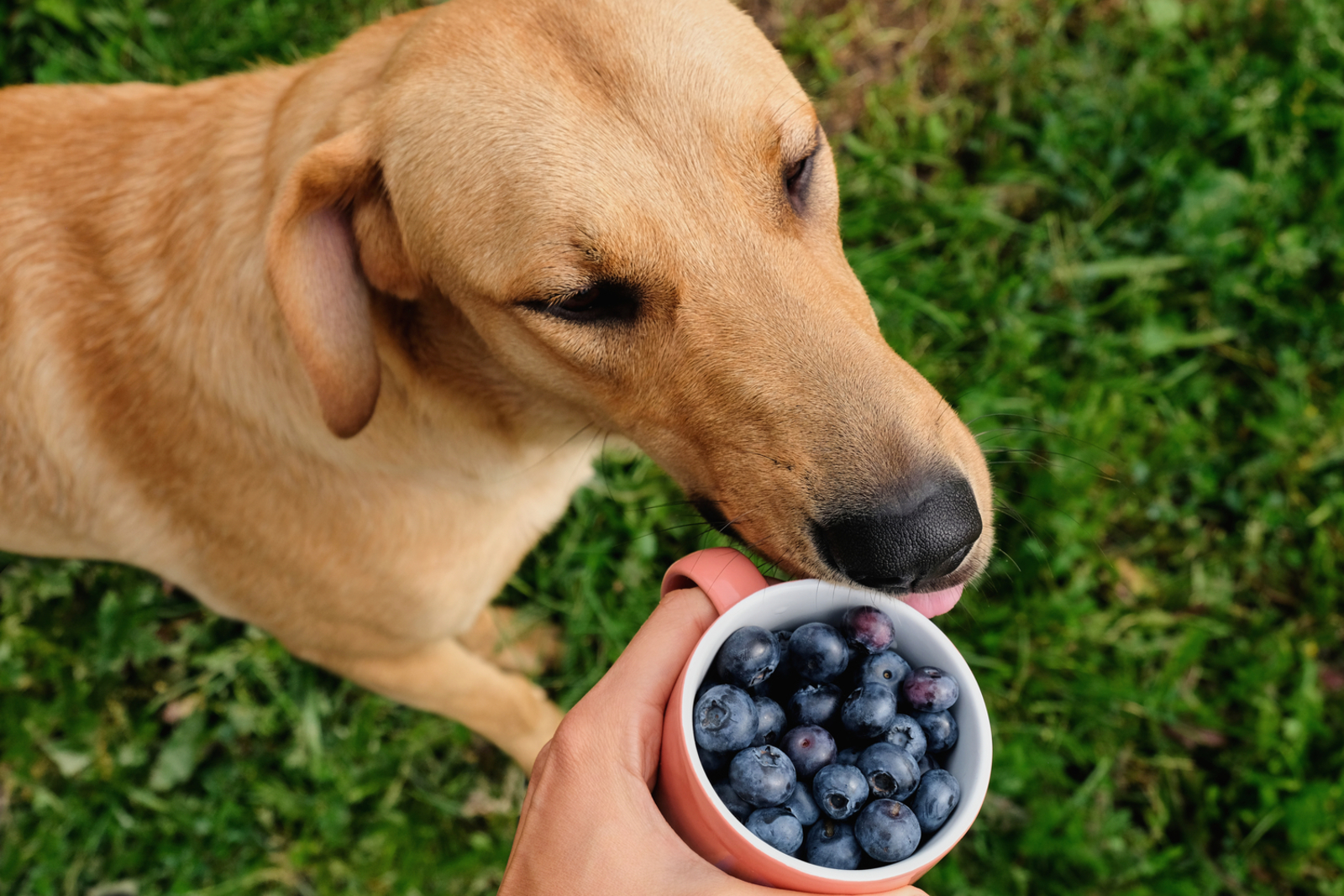 6 Human Foods That Are Safe For Dogs